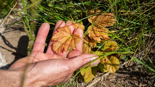 A close up of a hand touching a sycamore shoot growing at the site of the felled sycamore gap tree